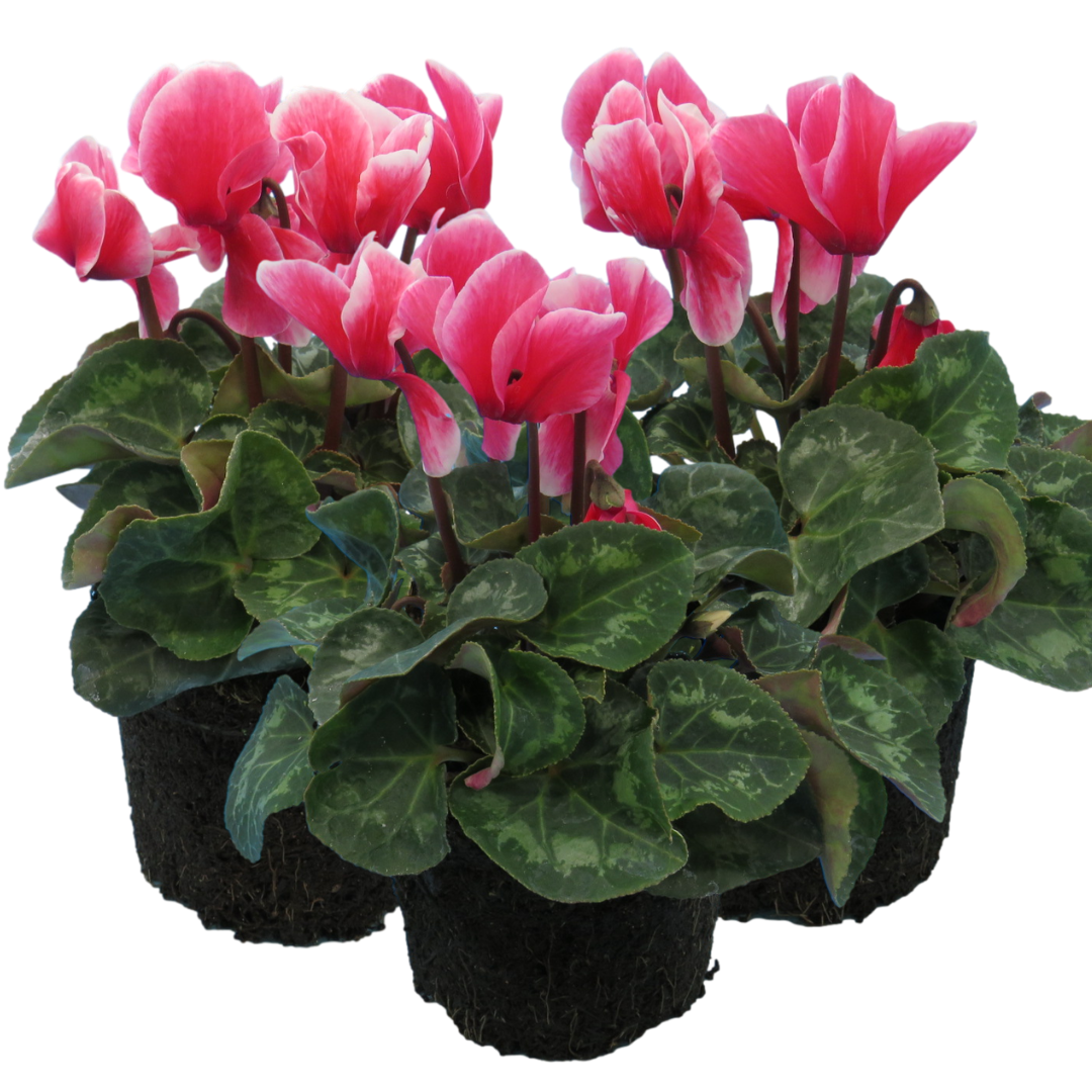 Cyclamen Bicolour Rouge Flame