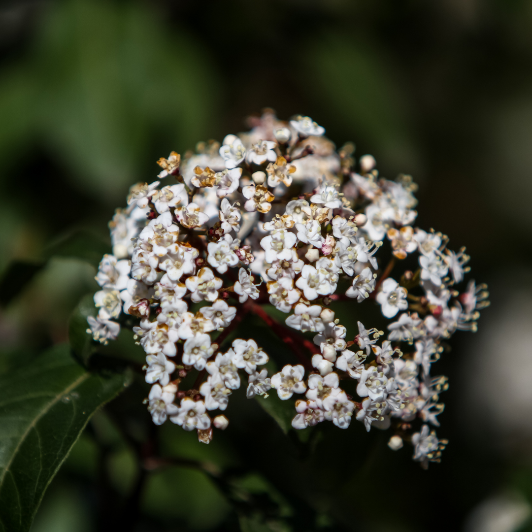Viburnum Tinus 19cm/3L