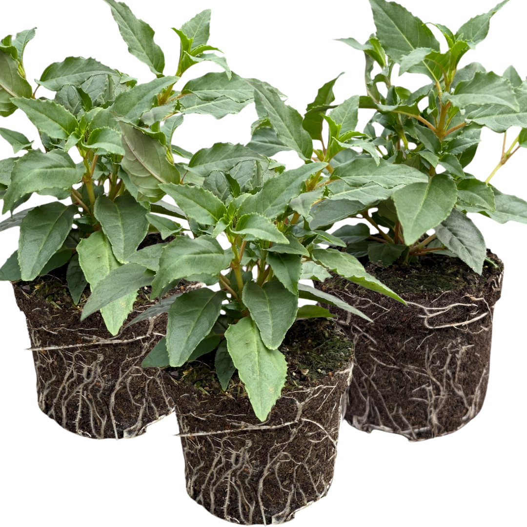 Set of 3 or 6 Large, Garden Ready Plants - Fuchsia Bella Mariska (Light Pink & Purple)