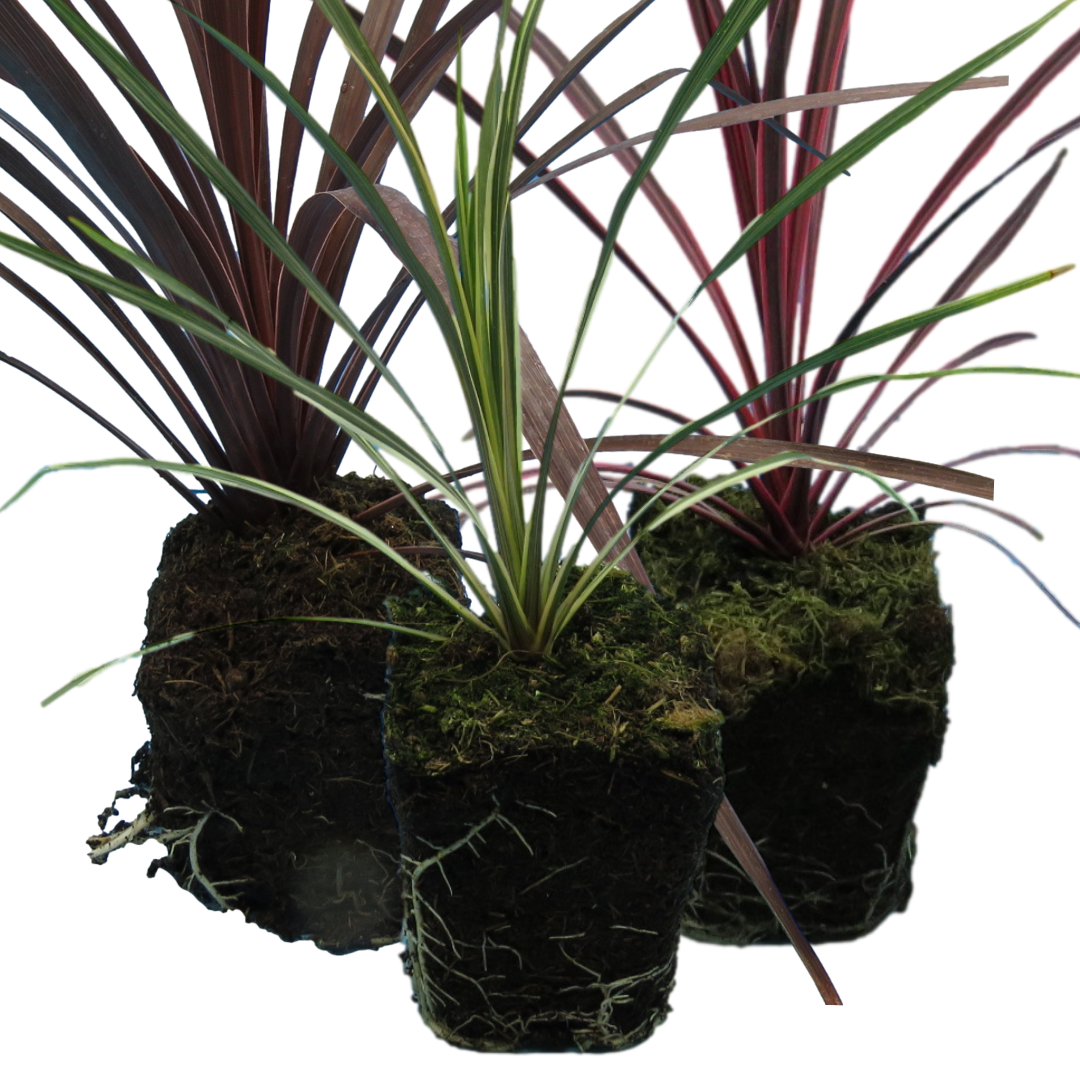 Cordyline Collection - Red Star, Charlie Boy, Torbay Dazzler