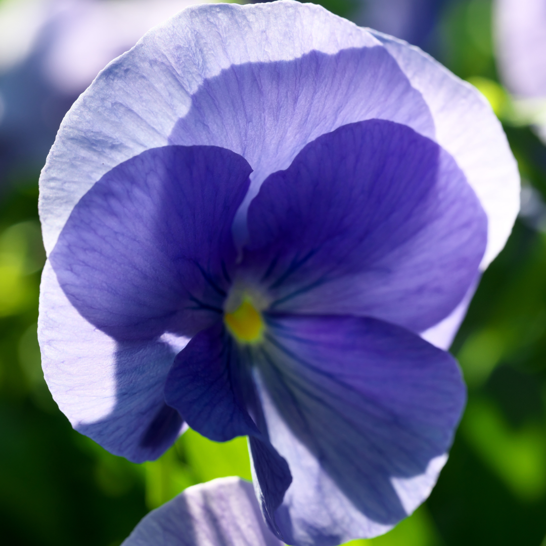 Upright Pansy Delta Pro Clear Light Blue