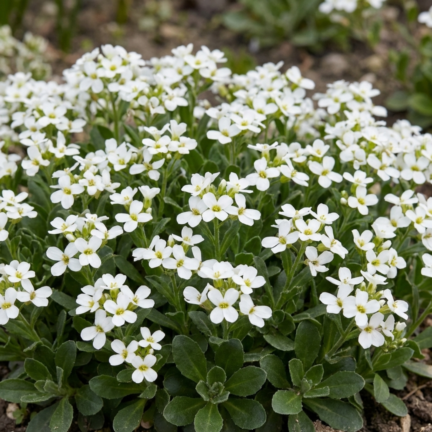 Set of 3 or 6 Large Plants - Arabis Aubris White, Ready to Plant in Your Garden, 1L