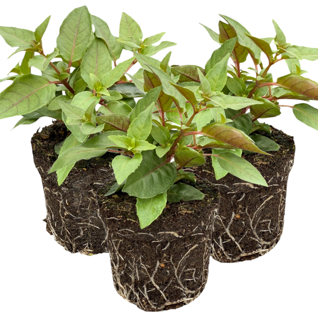 Set of 3 or 6 Large, Outdoor Garden Ready Plants - Fuchsia Bella Lydia (Rose & Violet)