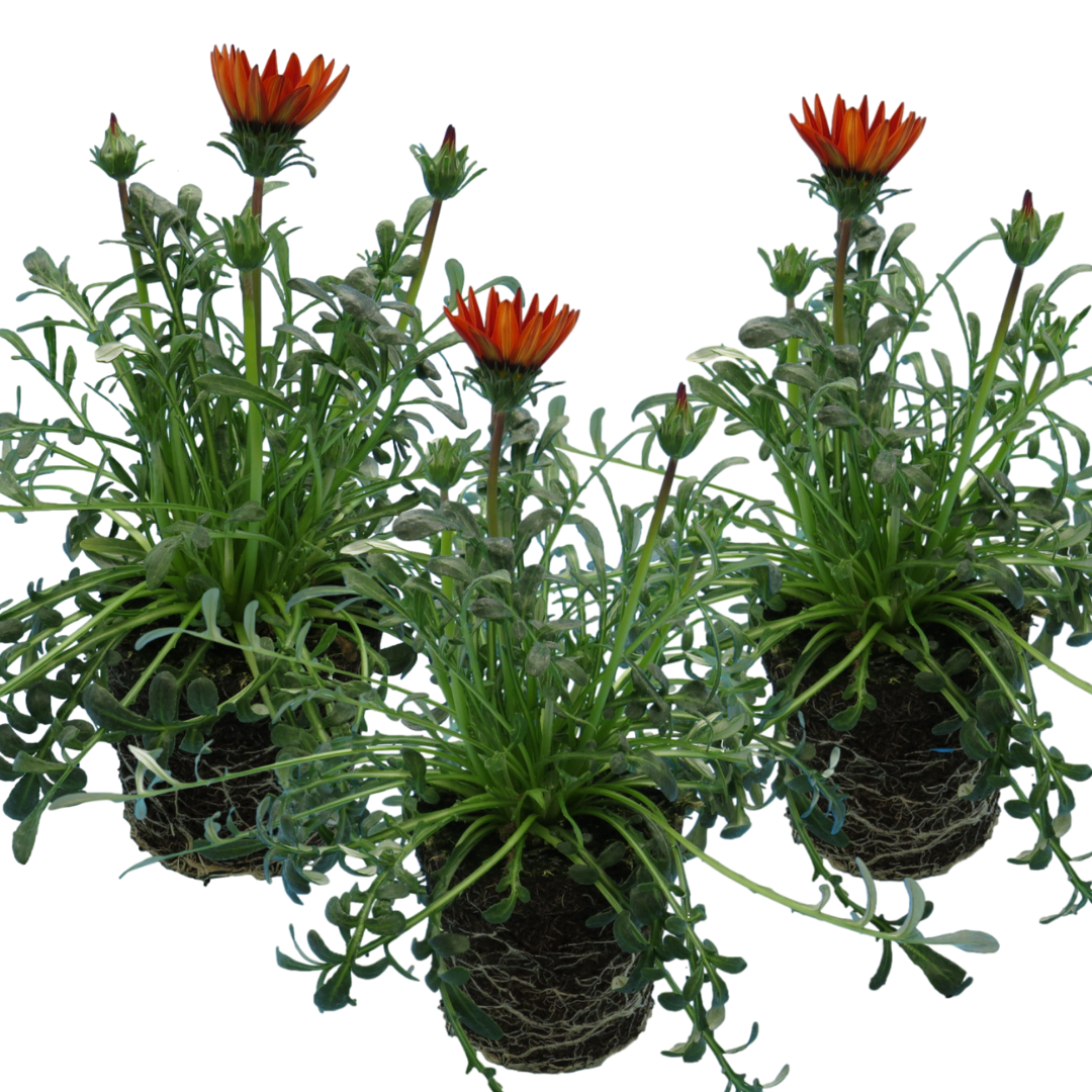 Set of 3 or 6 Large Plants - Gazania Kiss Red, Ready to Plant in Your Garden, Peat-Free