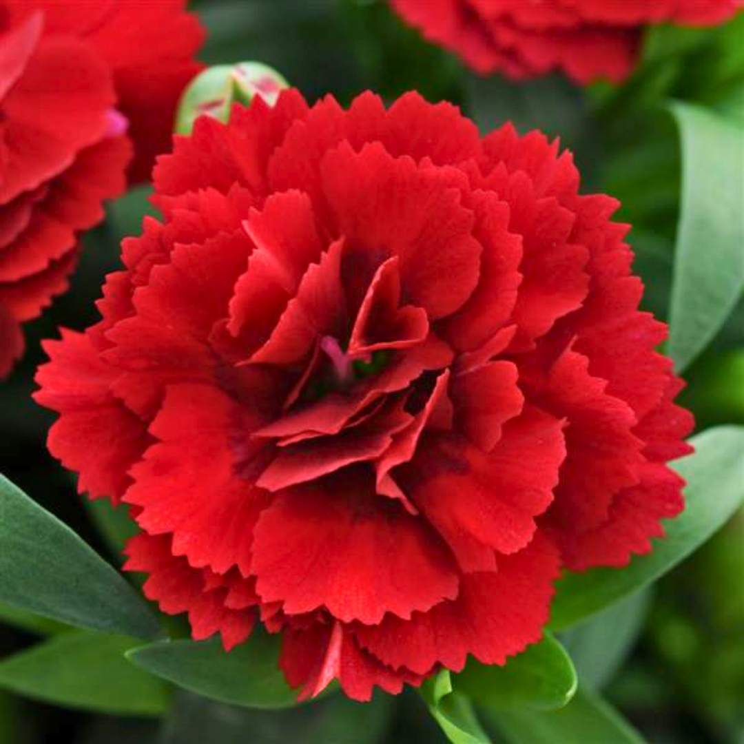 Set of 3 or 6 Large Plants - Dianthus Oscar Dark Red, Outdoor Garden Ready