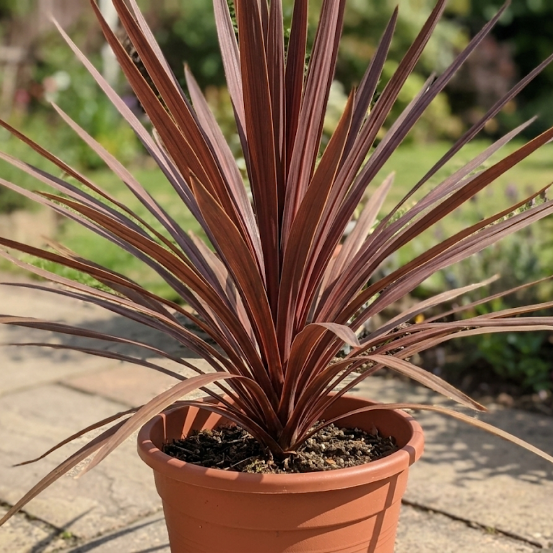 Cordyline Red Star