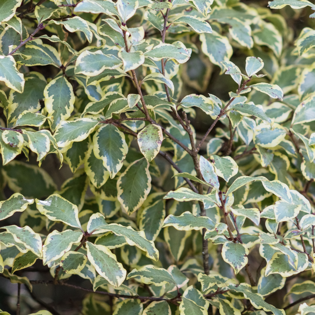 Pittosporum Variegatum