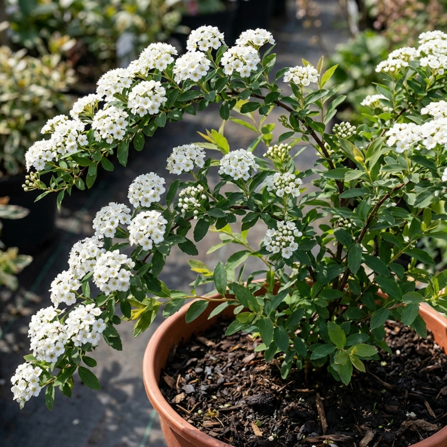 1 Spiraea Snowmound Plant, Outdoor White Flowering Hardy Compact Shrub, Bee Friendly, 2 Litre Root-Ball