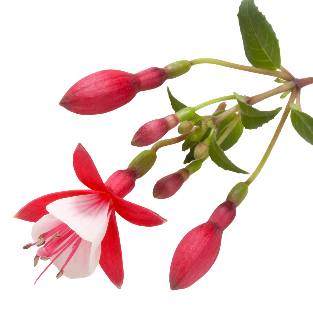 Fuchsia Diva Red and White