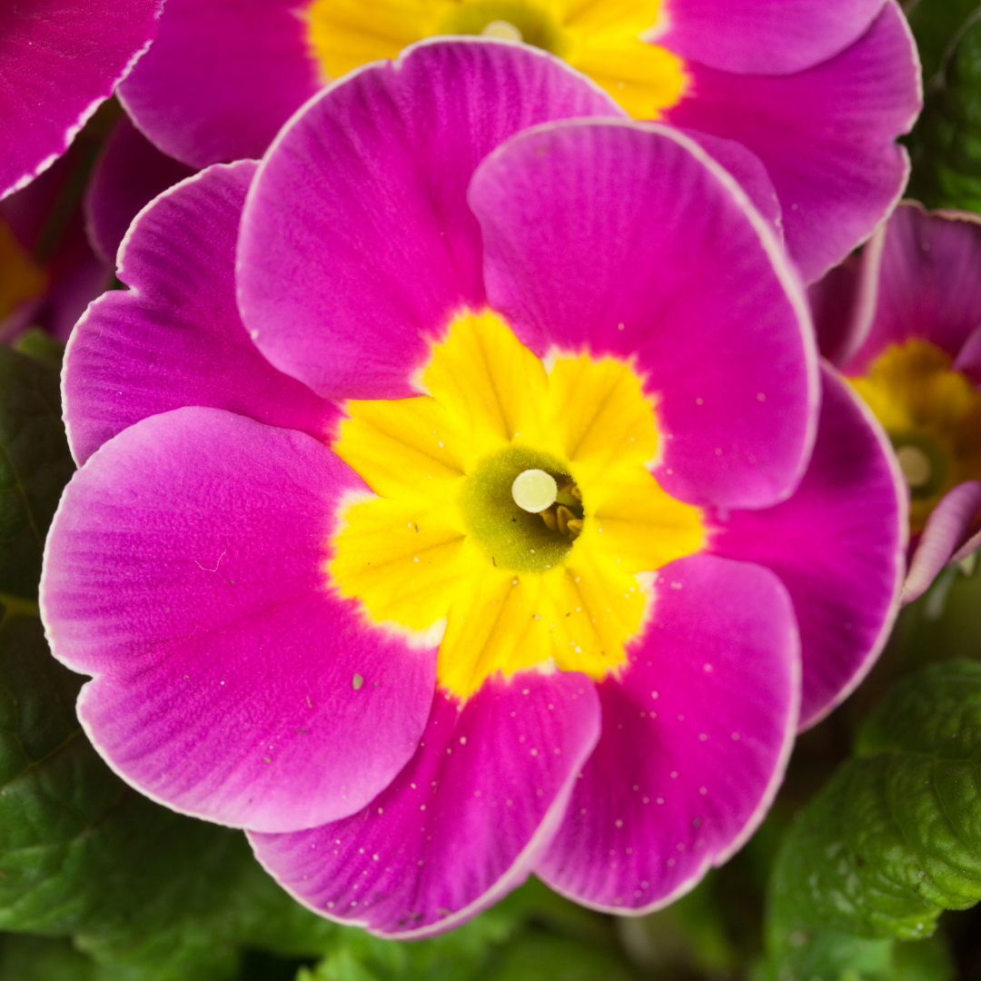 Primrose Purple