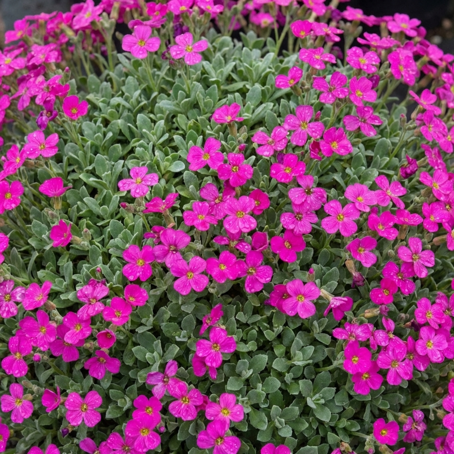 Set of 3 or 6 Large Plants - Aubrieta Florado Neon Pink, Ready to Plant in Your Garden, 1L