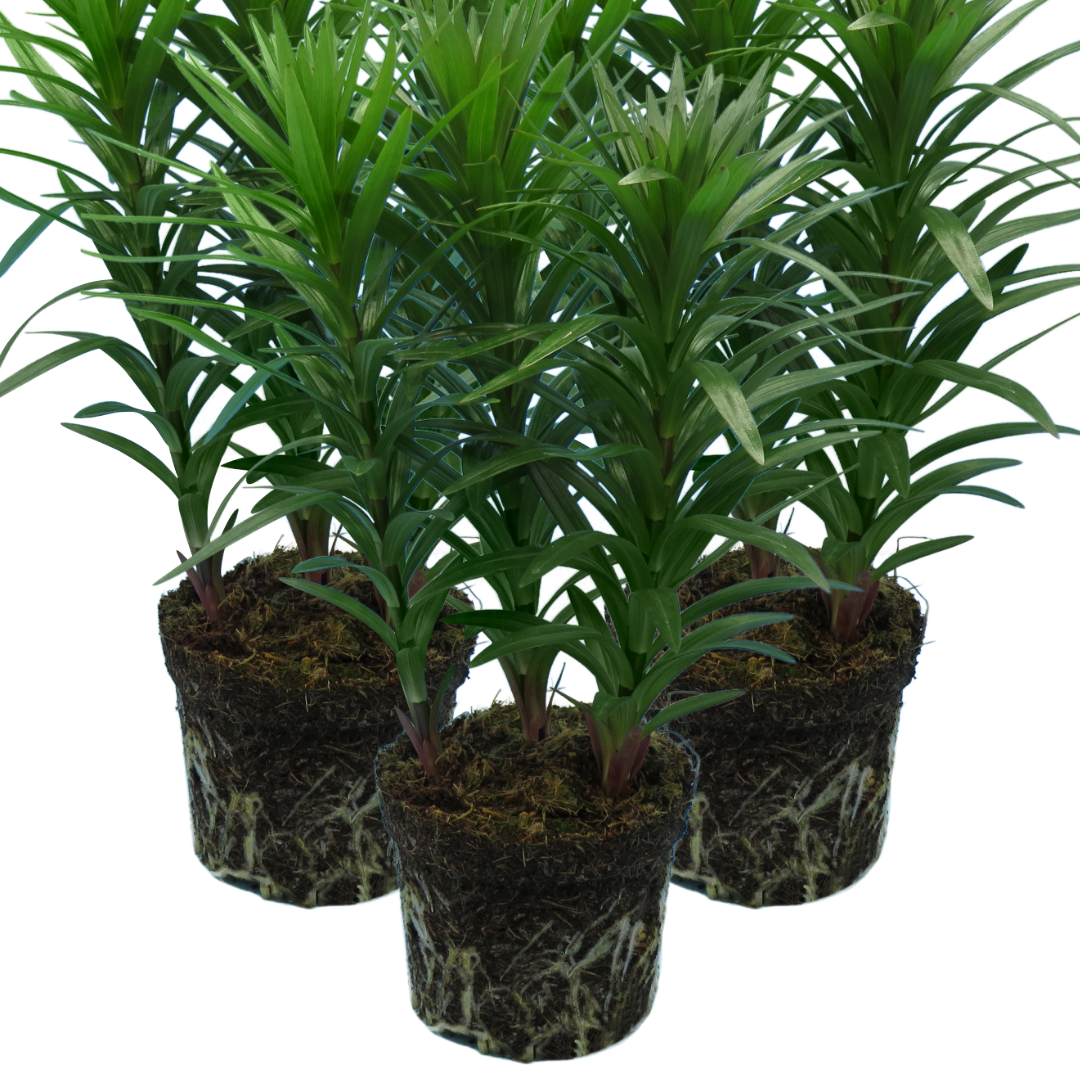 Set of 3 or 6 Large Garden Lily Plants - Asiatic Lily Yellow, Ready to Plant in Your Garden