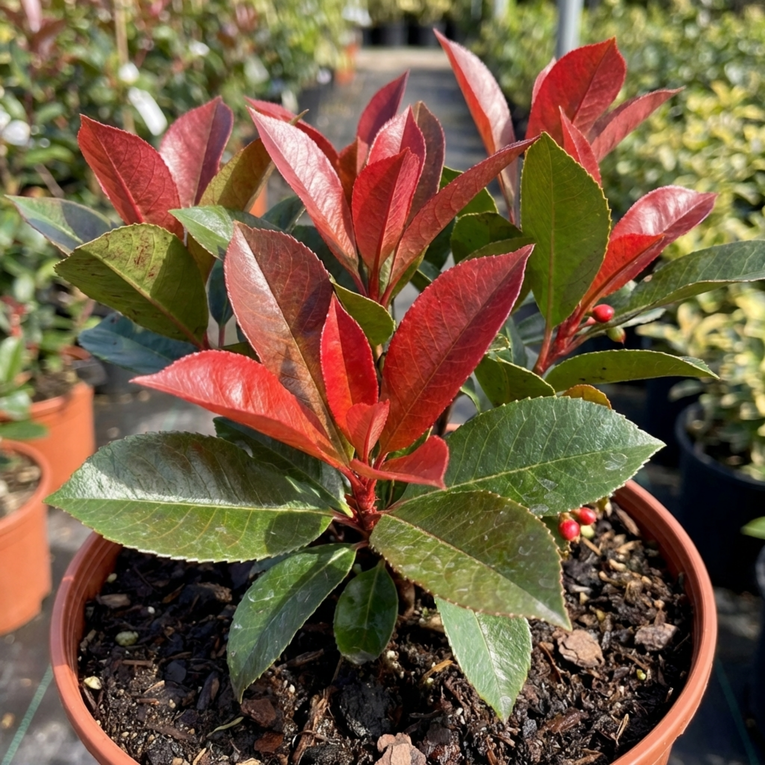 1 Photinia Magical Volcano Evergreen Shrub, Fast Growing Hedge Plant, 3 Litre Root-Ball