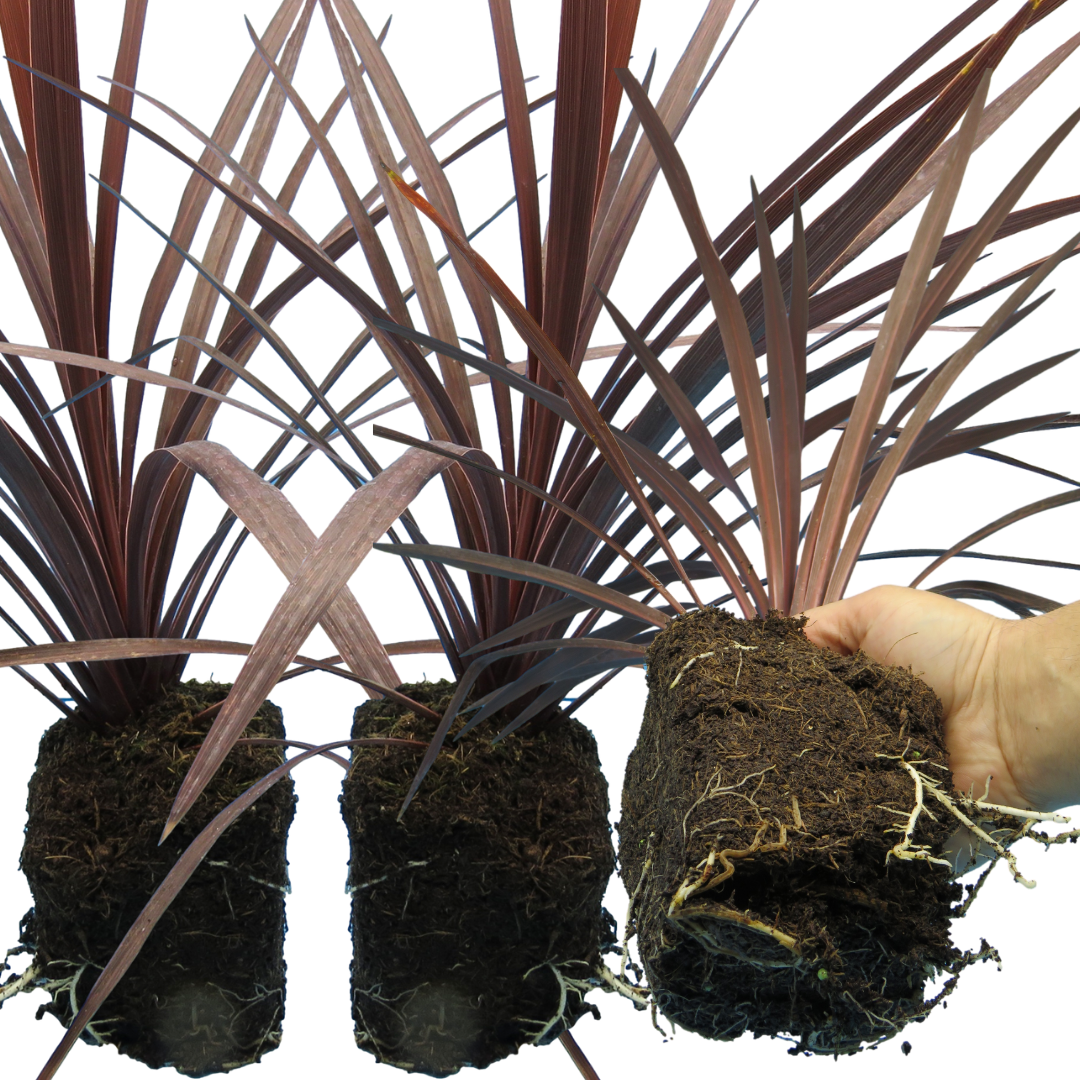 Cordyline Red Star