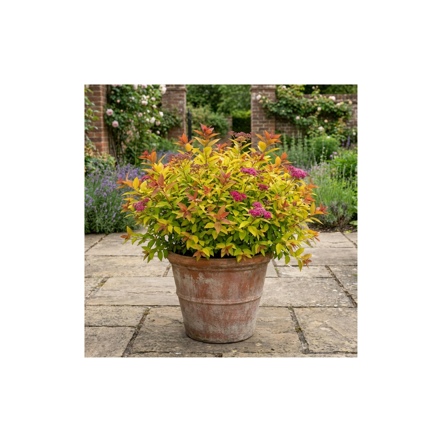 1 Spiraea Goldflame Plant, Hardy Japanese Spirea Flowering Shrub, Garden Ready, 17cm Root-Ball