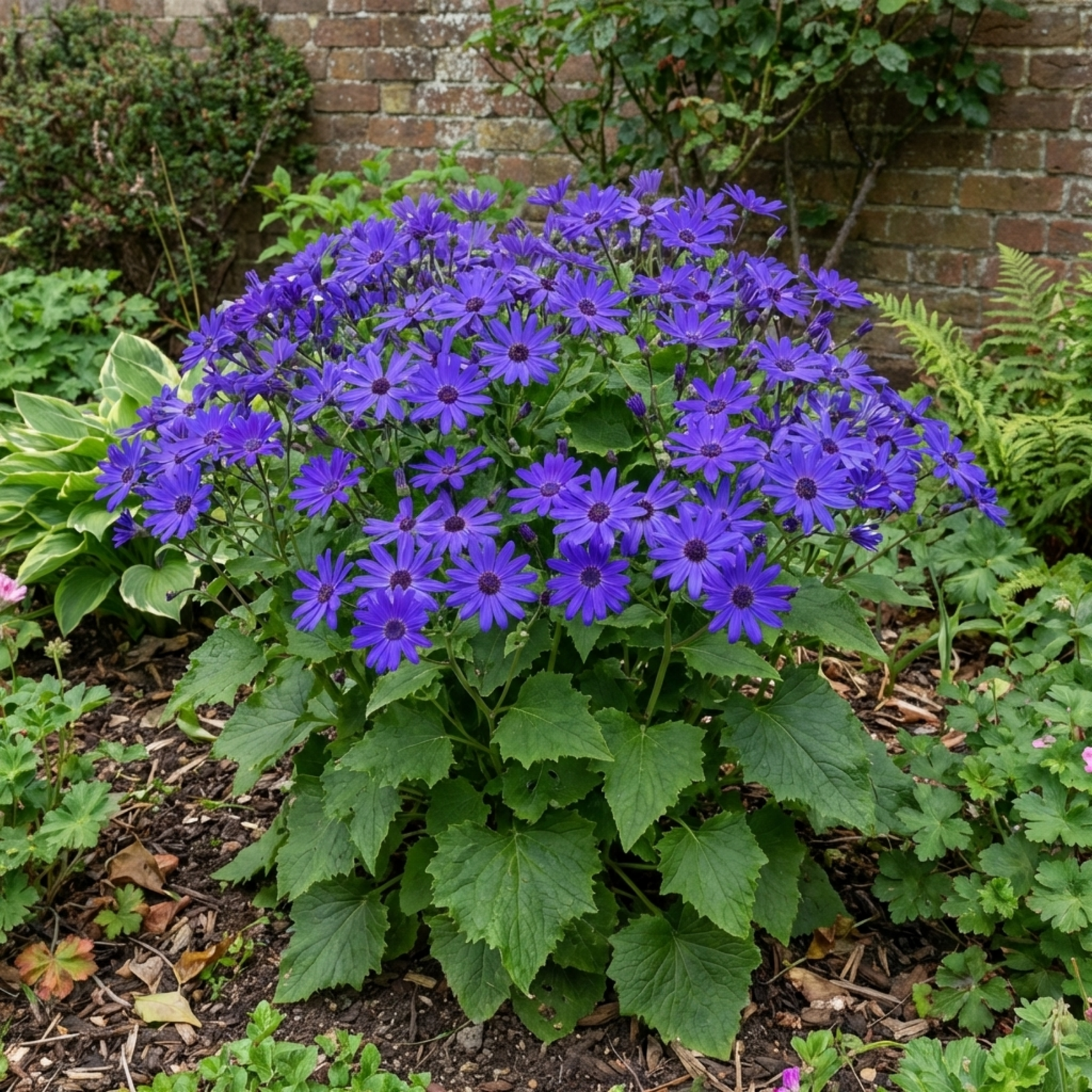 1 Senetti Pericallis Pop Bang Blue Plant, Outdoor Garden Ready Summer Flowering, 6.5 Litre Root Ball