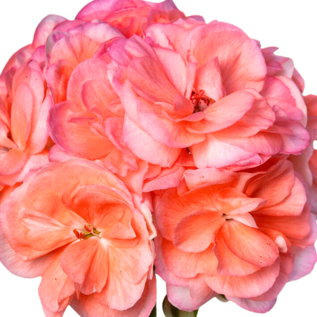 Set of 3 or 6 Large Plants - Geranium Zonale Rosebud Astrid, Ready to Plant in Your Garden