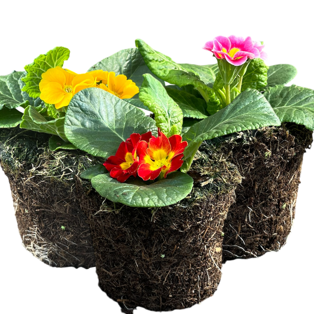 Primrose Growers Selection