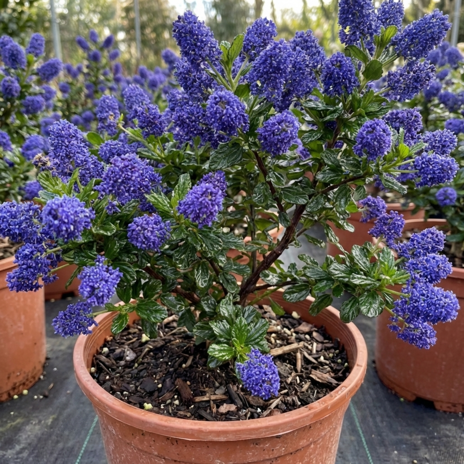 1 Ceanothus Puget Blue Plant | California Lilac Hardy Evergreen Blue Flowering Shrub, 3L Root-Ball
