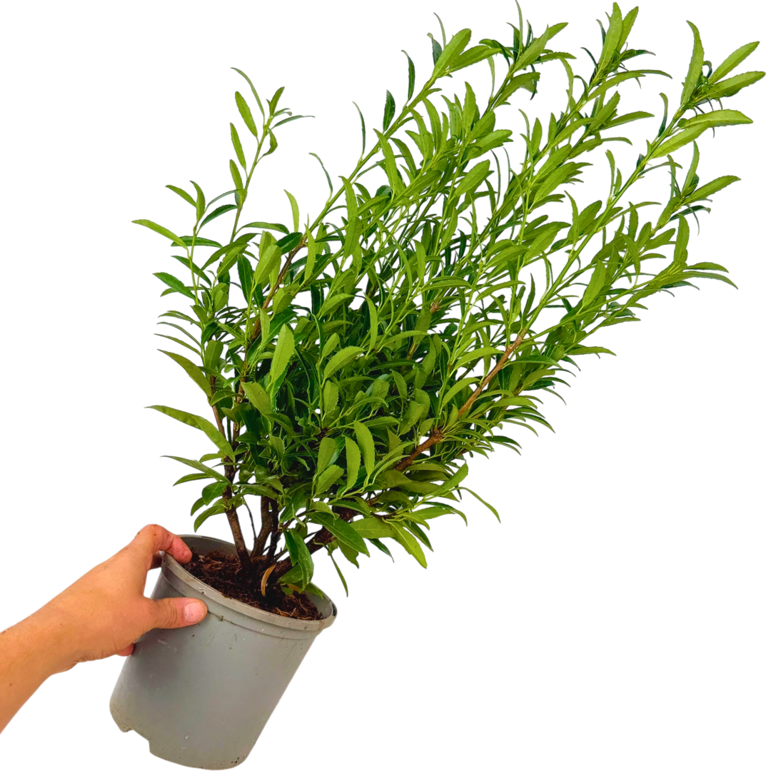 Prunus Sofia
