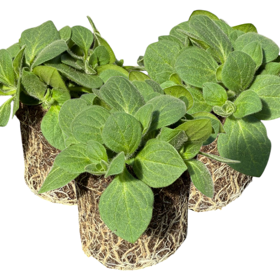 Set of 3 or 6 Large Plants - Petunia Dekko Rose Star, Outdoor Garden Ready