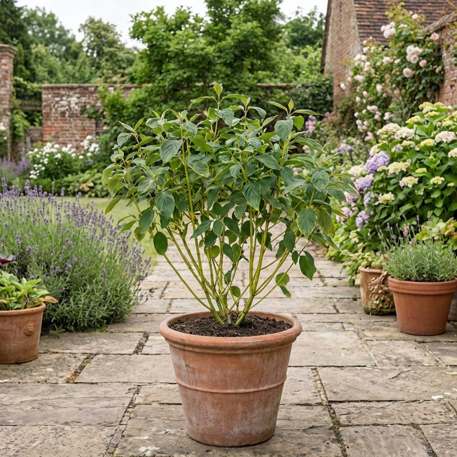 1 Cornus Flaviramea Yellow Twig Dogwood Plant, Hardy Winter Stem Shrub, 3 Litre Root Ball