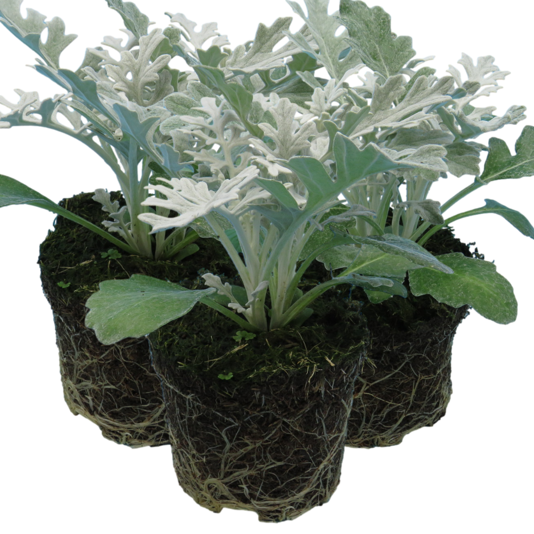 Cineraria Silverdust