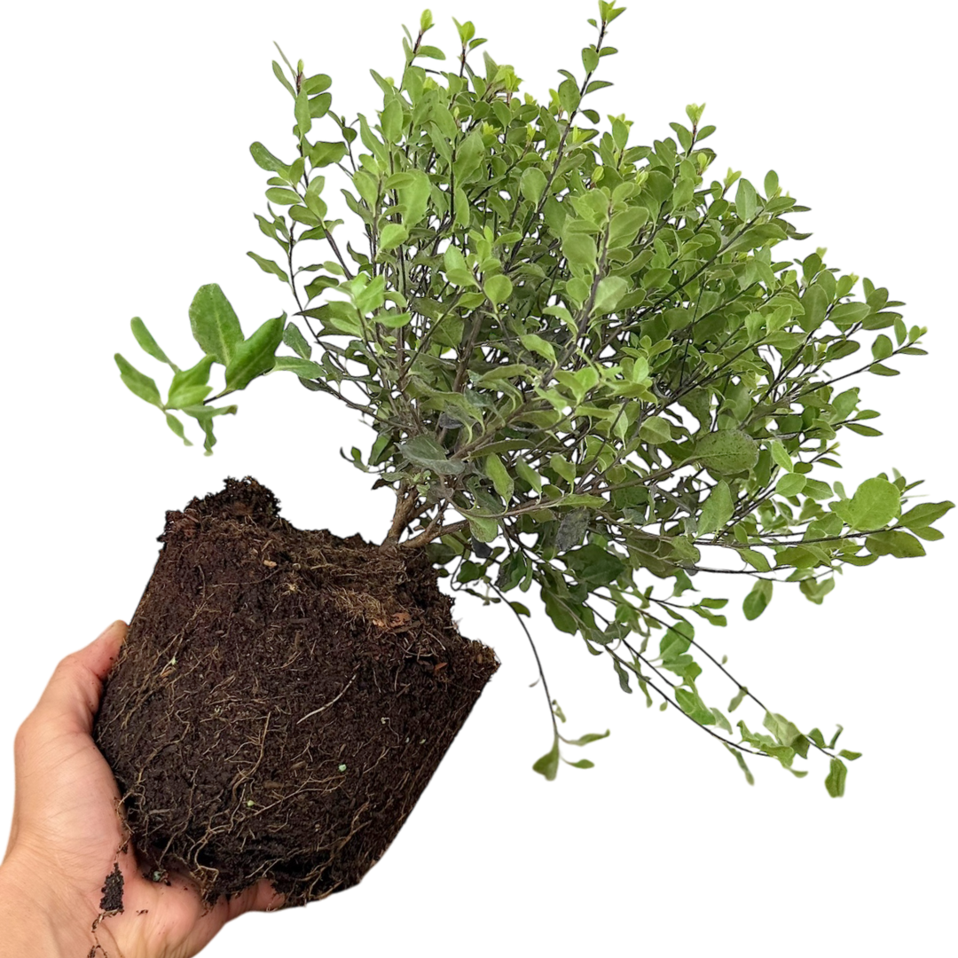 Pittosporum Tom Thumb