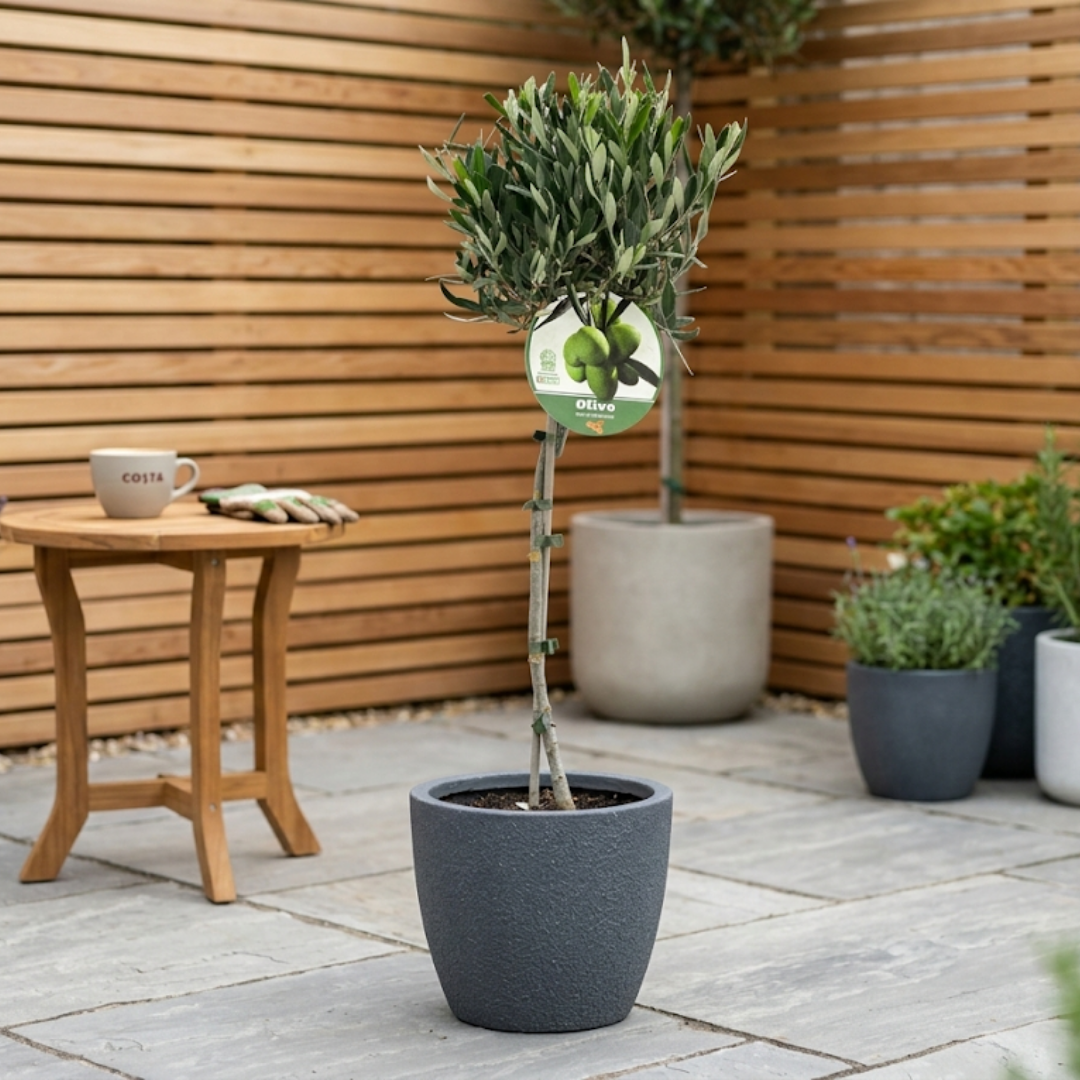 Olive Tree