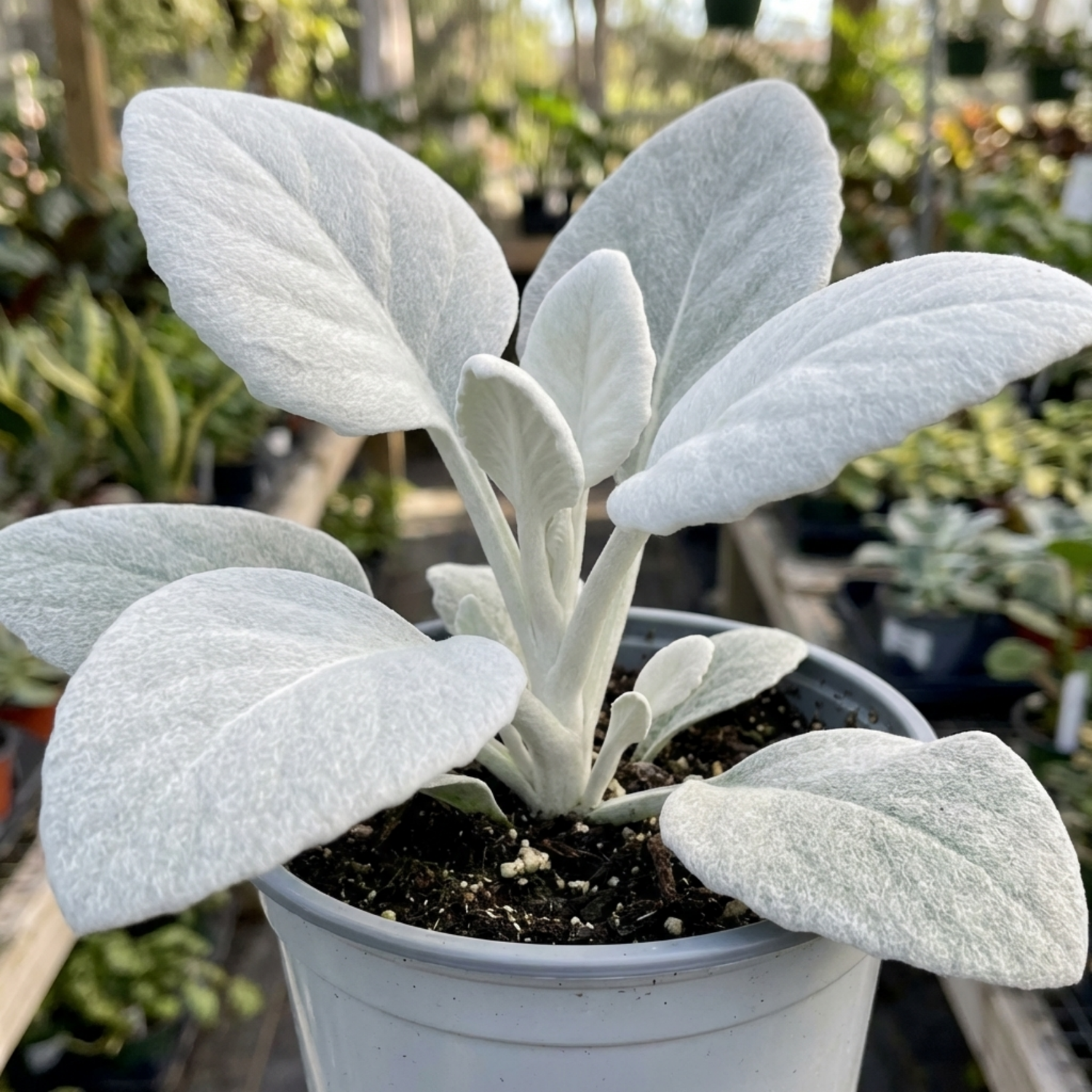 1 Senecio Angel Wings Plant, Hardy Silver Foliage Perennial, Outdoor Garden Ready, 2L Root-Ball