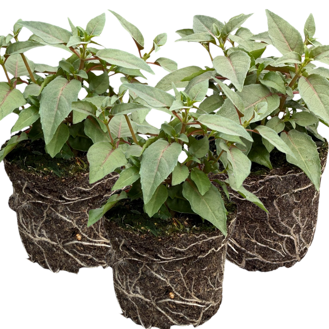 Set of 3 or 6 Large, Garden Ready Plants - Fuchsia Bella Lisa (Pink & White)