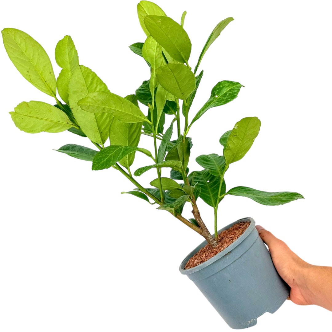 Prunus Rotundifolia