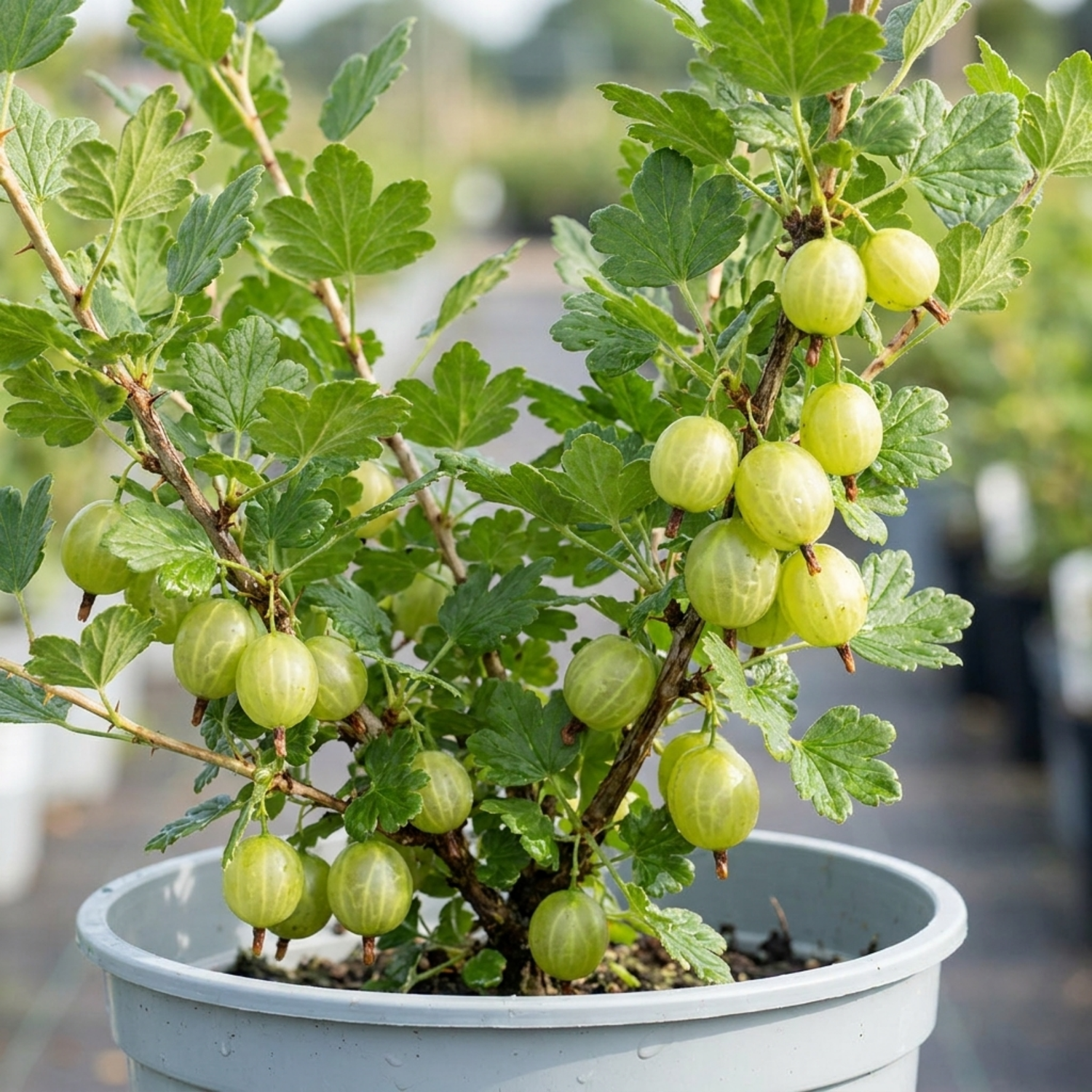 1 Green Gooseberry Bush, Hardy Self Fertile Fruit Plant, Outdoor Garden Ready, 5 Litre Root Ball