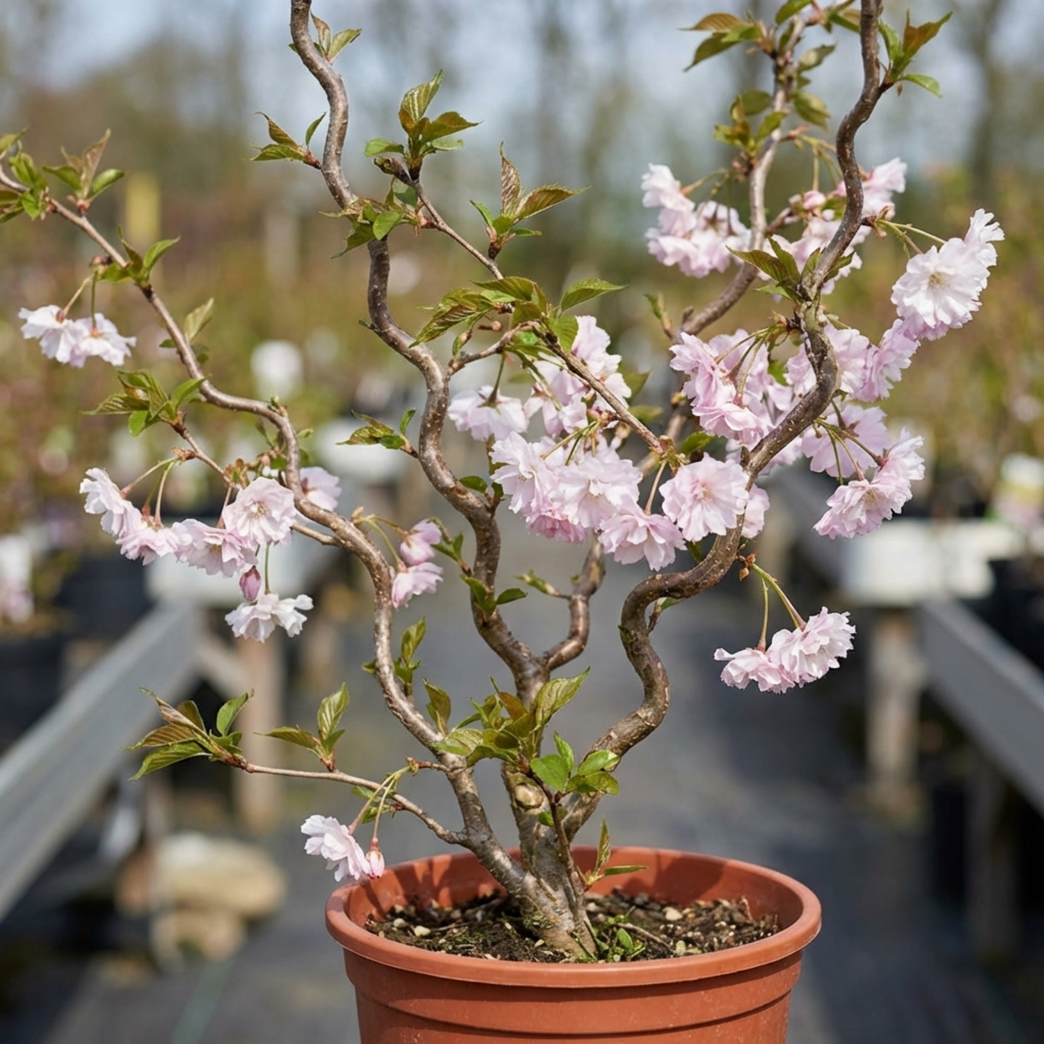 1 Prunus Kojo No Mai Flowering Hedging Plant, Low Maintenance Garden Ready, 3 Litre Root Ball