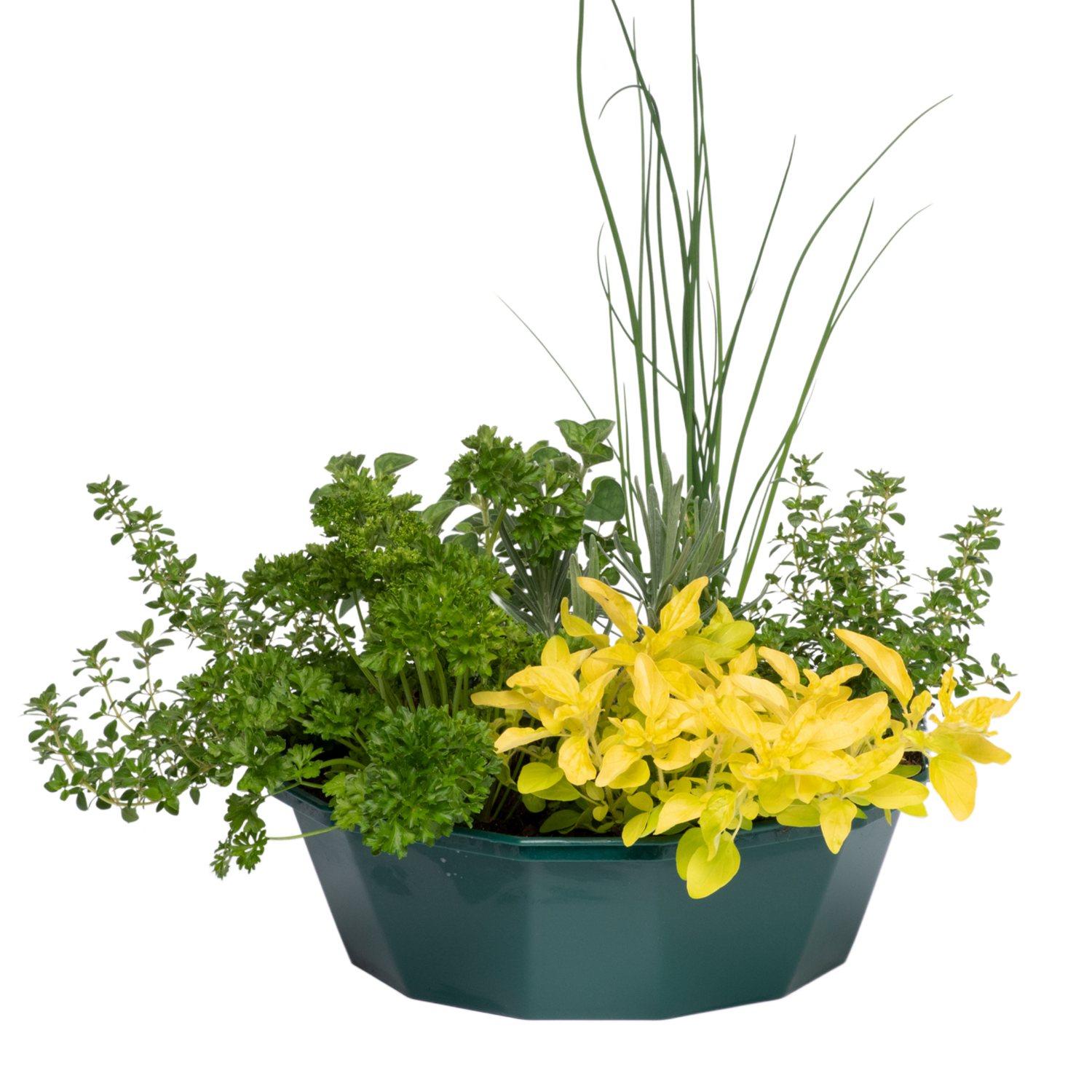 Herb Alfresco Mixed SpeedPlanter – 7 Fresh Culinary Herbs, Garden Ready