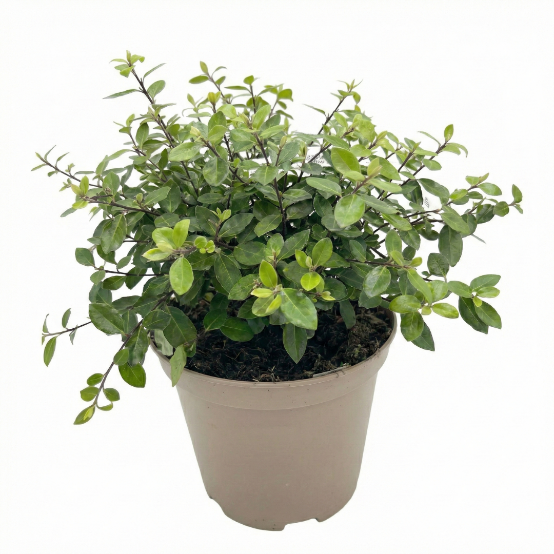 1 Large Plant - Pittosporum Pom Pom, Ready to Plant in Your Garden, 3L Pot