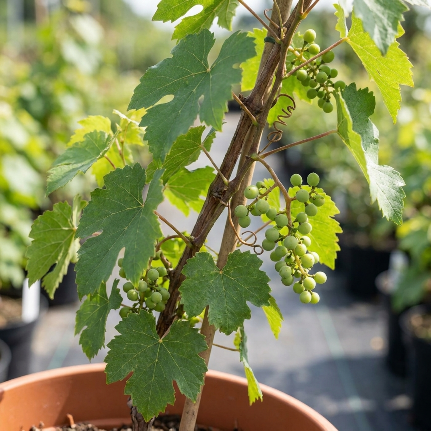 1 Grape Vitis Sulima White Vine Plant, Self Pollinating Hardy Outdoor Garden Ready, 3 Litre Root-Ball