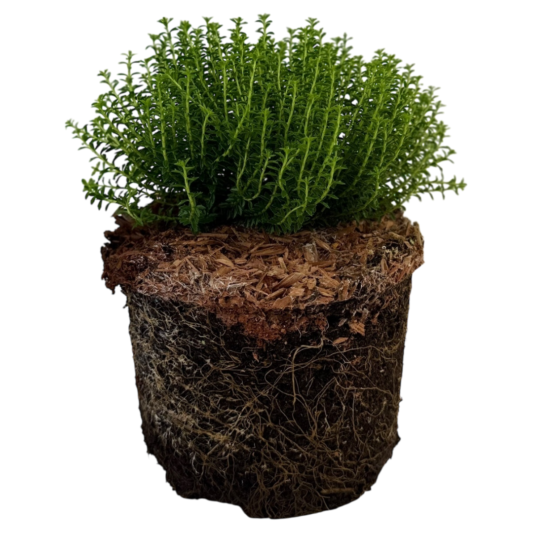 Hebe Green Globe