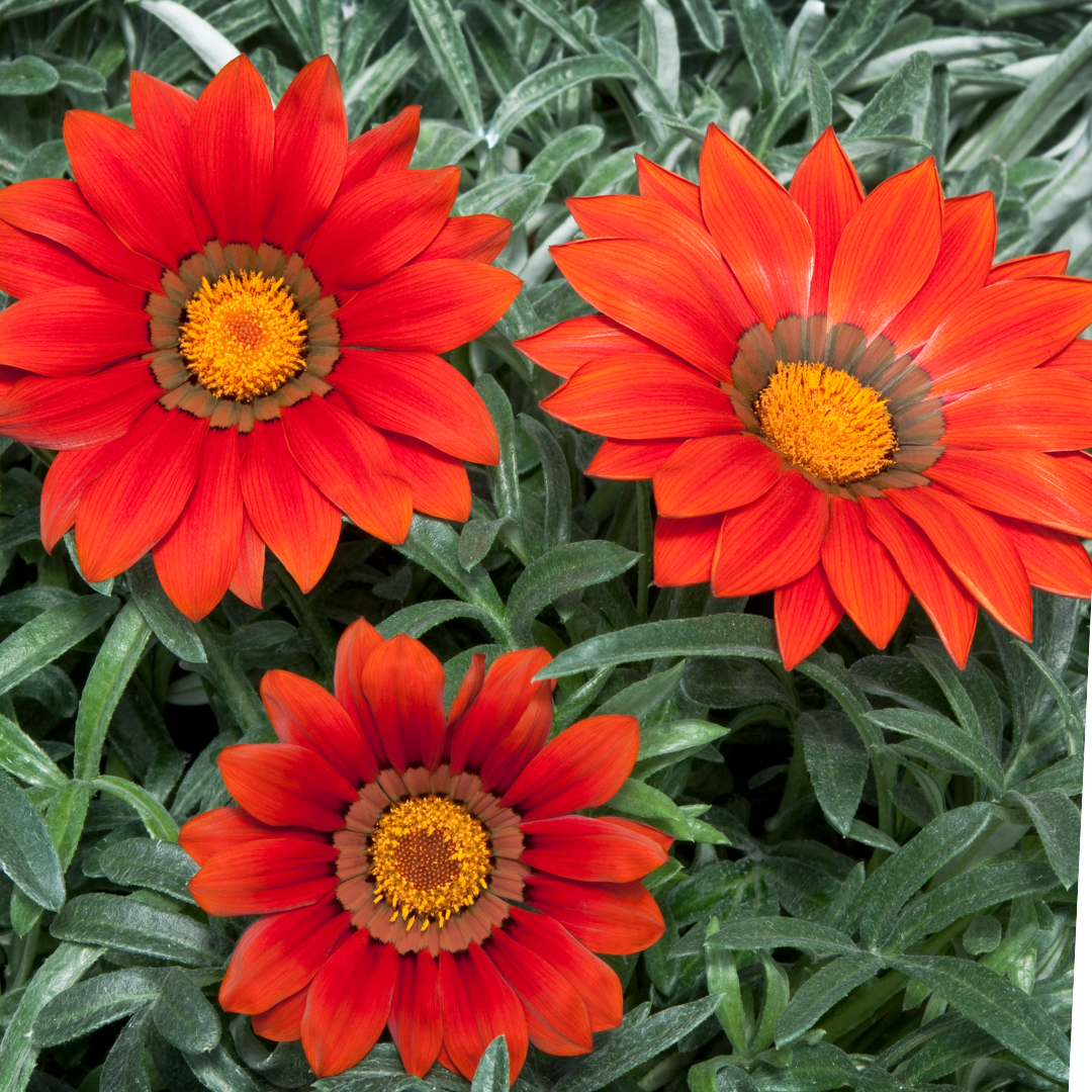 Set of 3 or 6 Large Plants - Gazania Kiss Red, Ready to Plant in Your Garden, Peat-Free