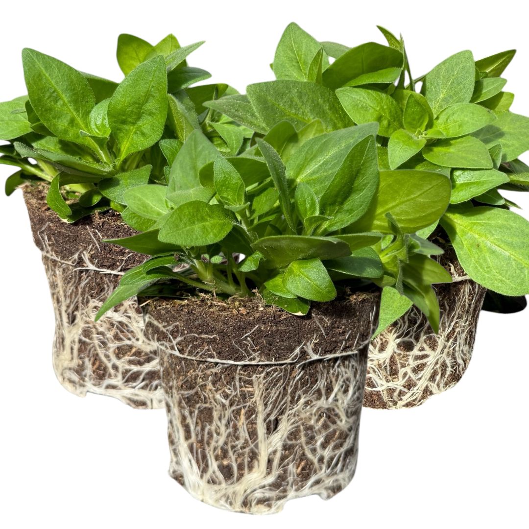 Set of 3 or 6 Large Plants - Petunia Surfinia Deep Red, Outdoor Garden Ready