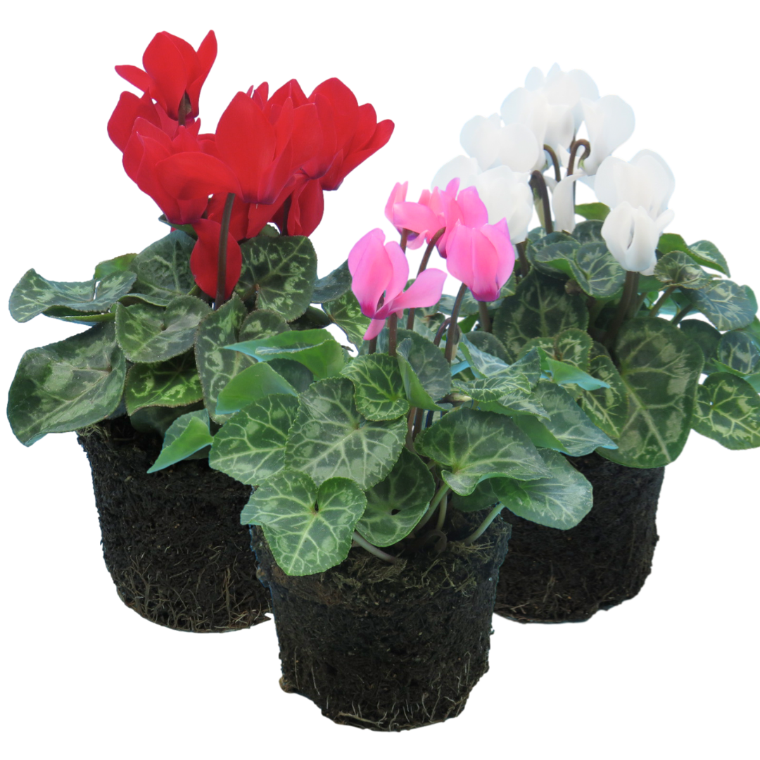 Cyclamen Growers Selection 10.5cm