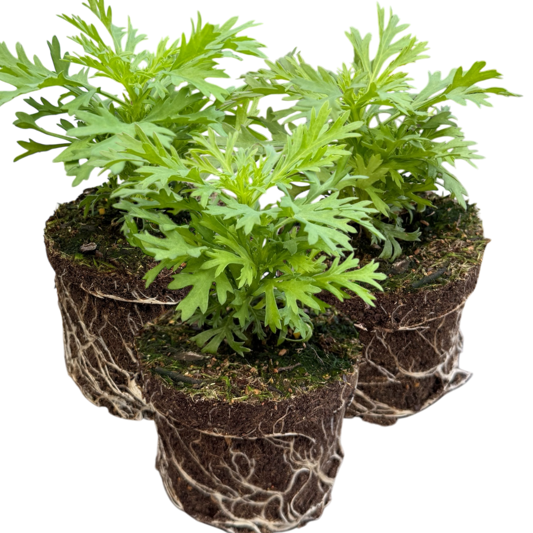 Set of 3 or 6 Large Plants - Argyranthemum Madeira Yellow, Outdoor Garden Ready