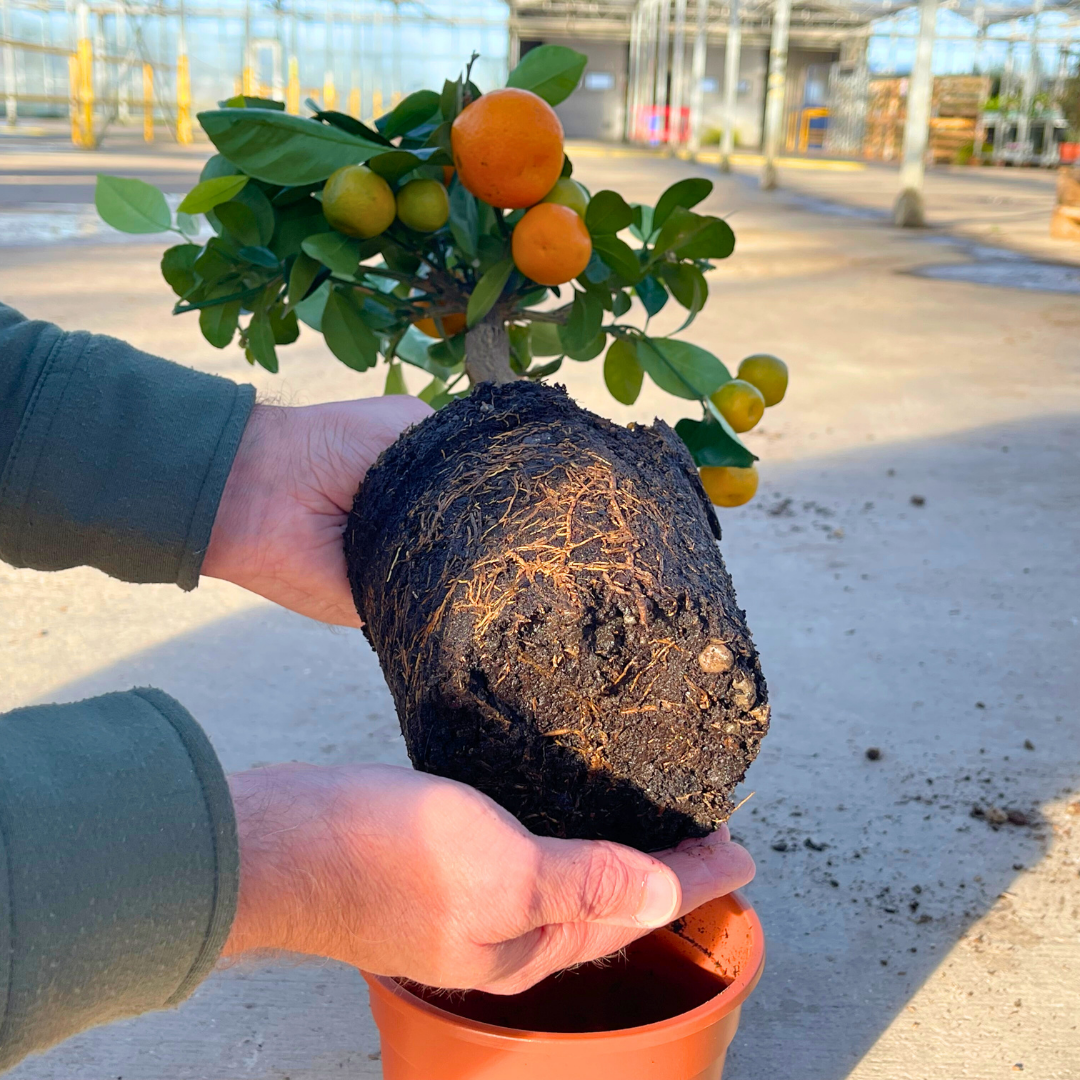 Mini Calamondin