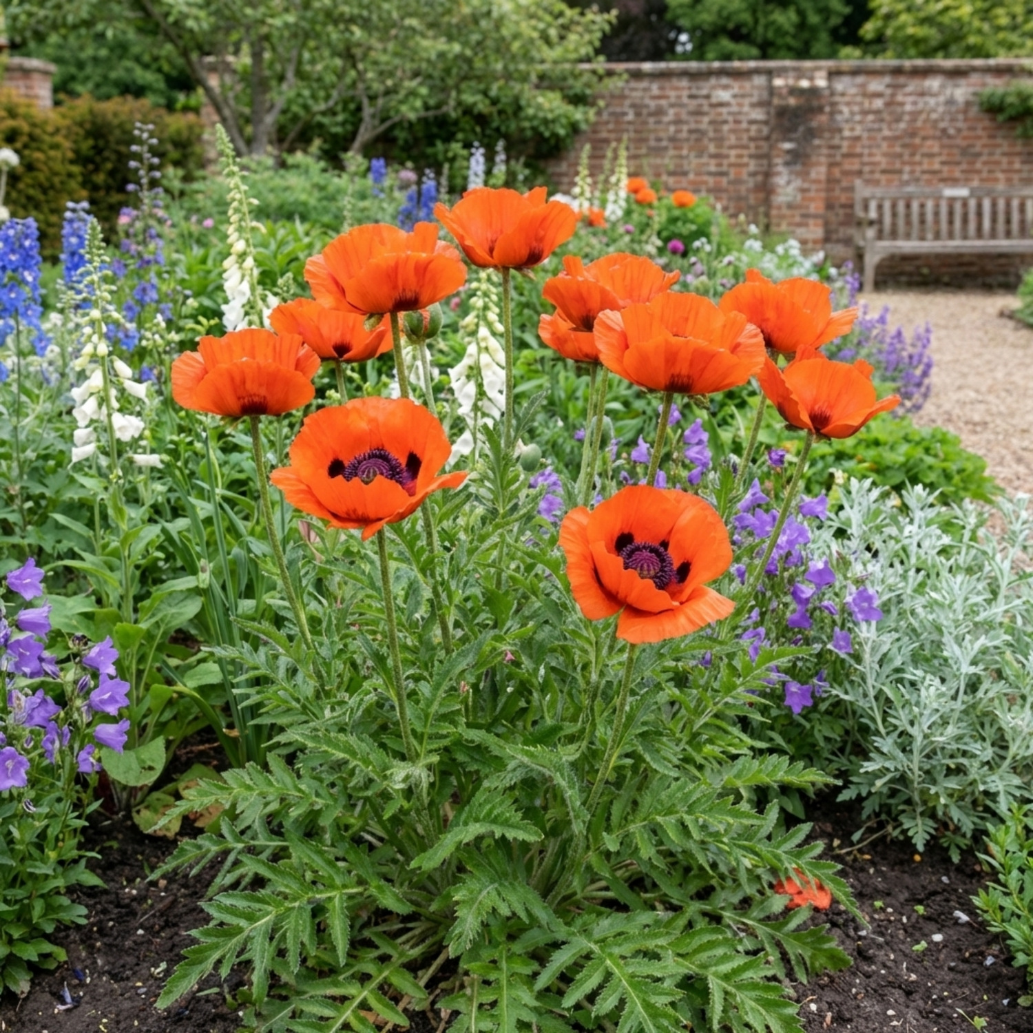 Set of 3 or 6 Papaver orientale ‘Brilliant’ Hardy Perennial Red Poppy Plants, Outdoor Garden Ready, 1 Litre Root-Ball