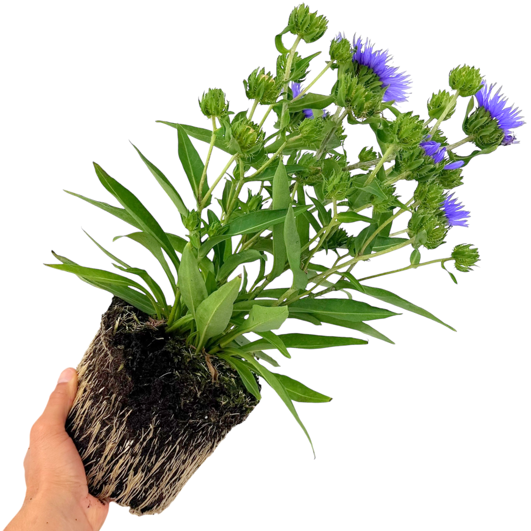 Stokesia Mel's Blue