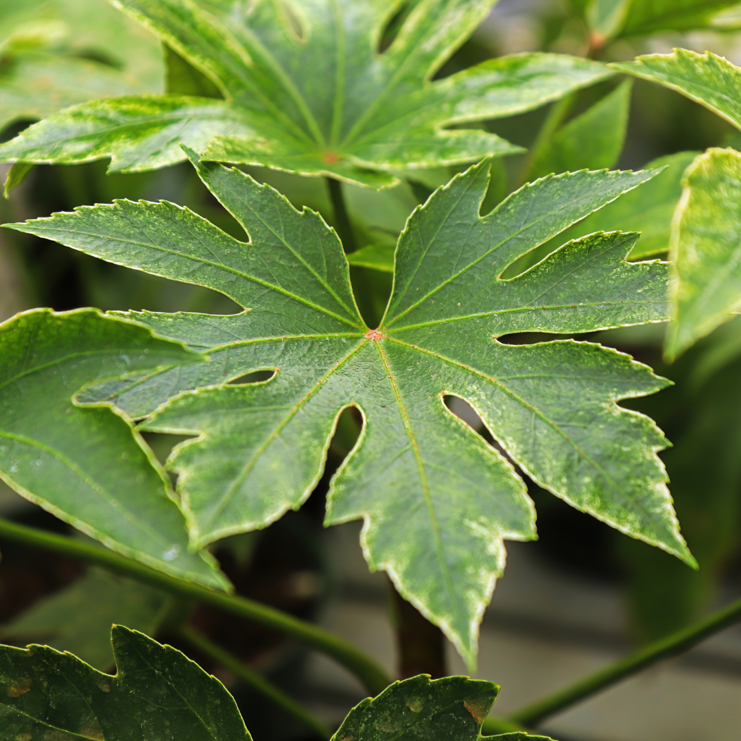 Fatsia Spiders Web