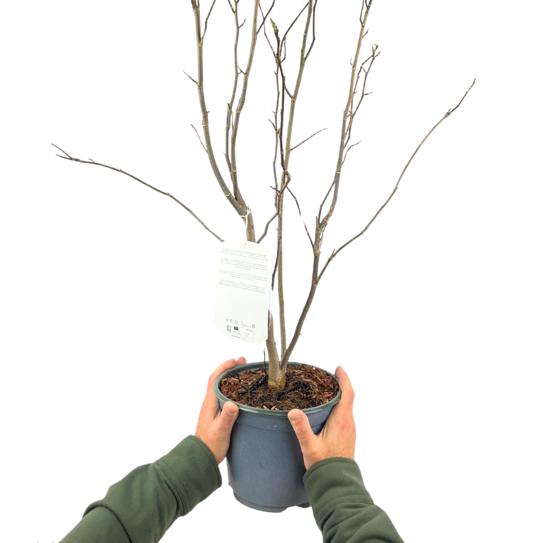 Magnolia Stellata