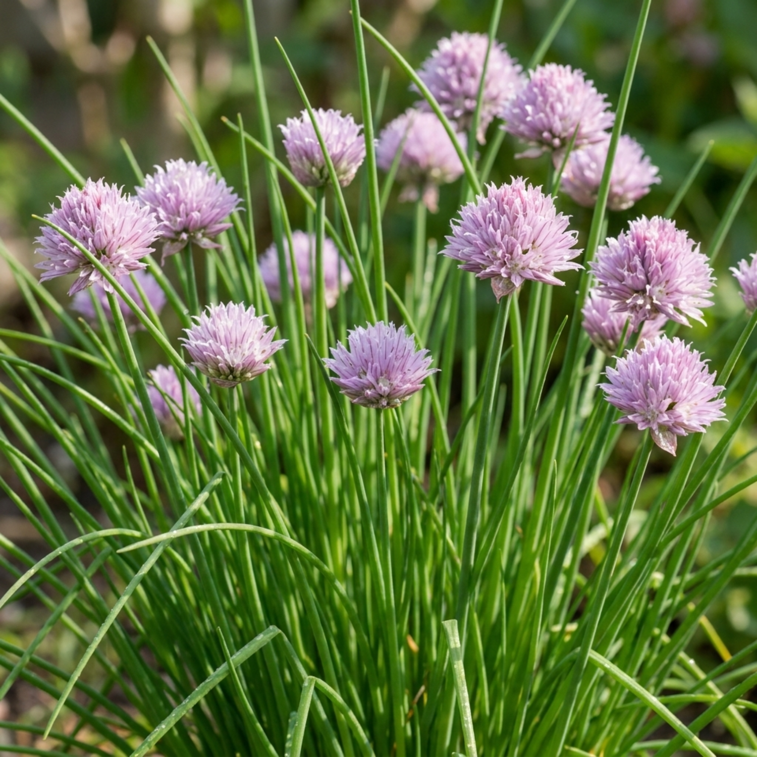 Set of 3 or 6 Fresh Chive Herb Plants, Hardy Perennial Live Herbs for Kitchen Garden, 1 Litre Root Ball