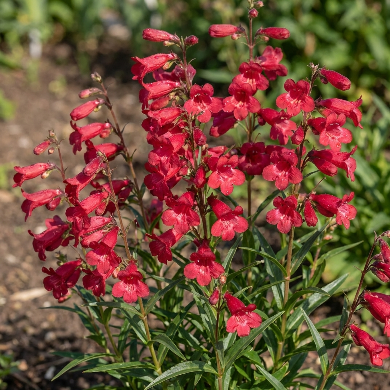 Set of 3 or 6 Penstemon Red Hardy Perennial Plants, Bee Friendly Summer Flowering, Outdoor Garden Ready, 1 Litre Root-Ball