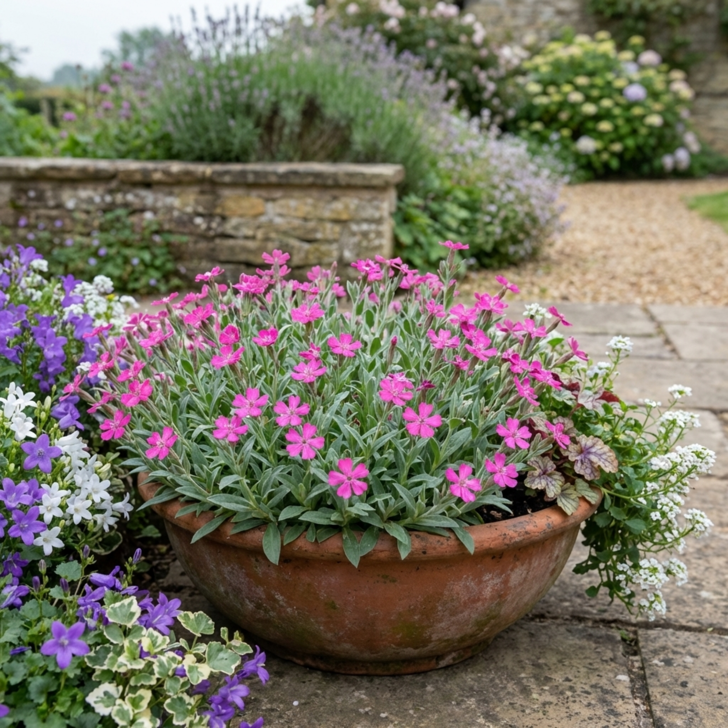 Set of 3 or 6 Silene Schafta Hardy Perennial Plants, Pink Flowering Ground Cover for Rockery, 1 Litre Root Ball